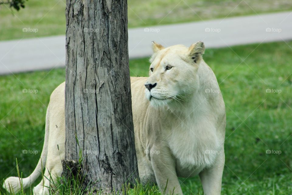 Lion waiting for the prey 
