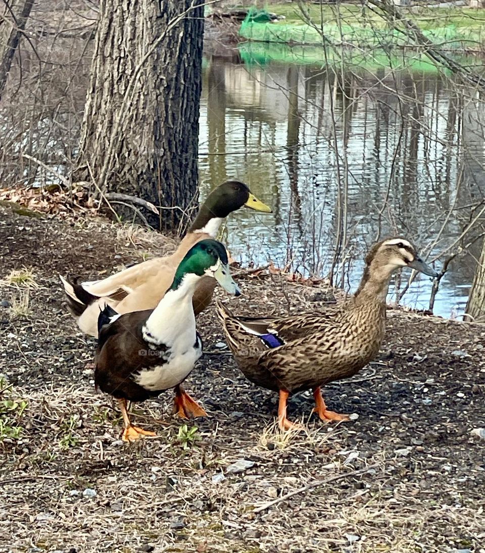 A group of three ducks and mallards, stroll along the edge of a serene pond. Their vibrant plumage contrasts with the calm water as they gracefully walking in search of food.
