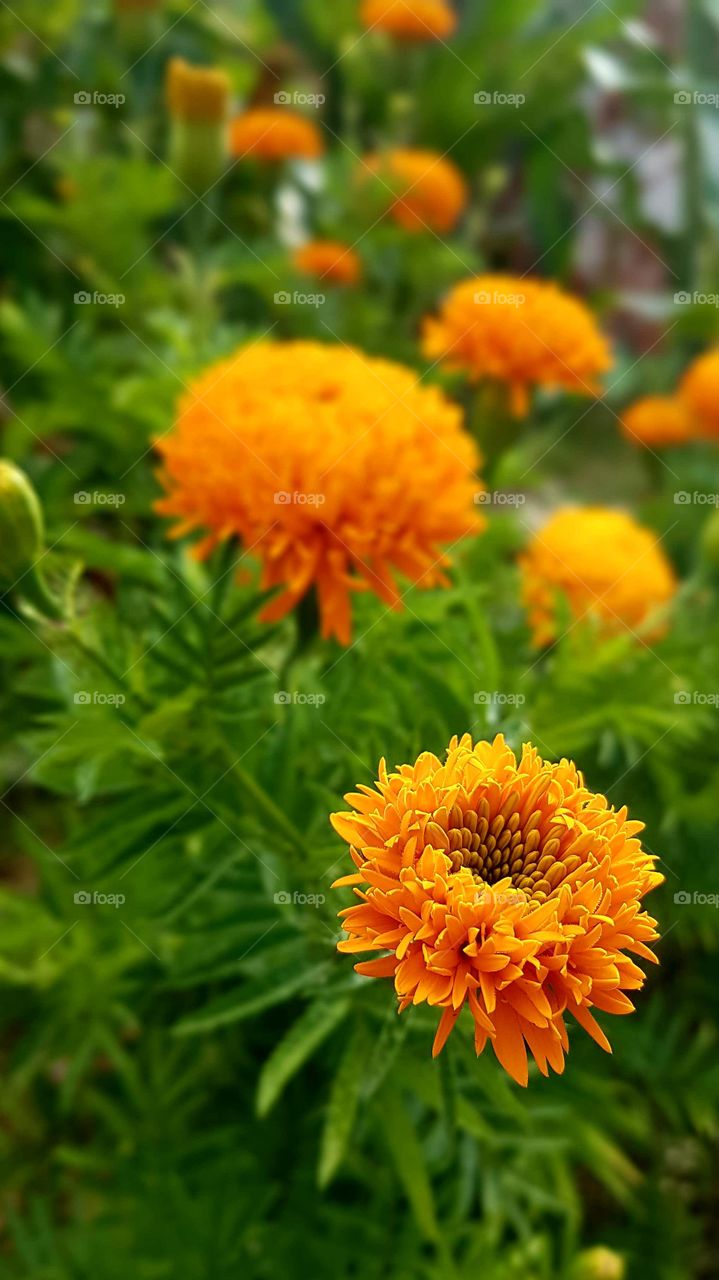 Orange flower