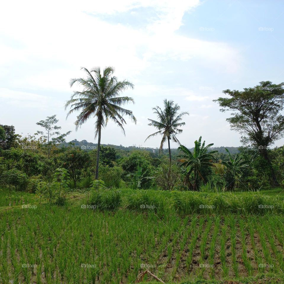 Views of rice fields with beautiful natural surroundings