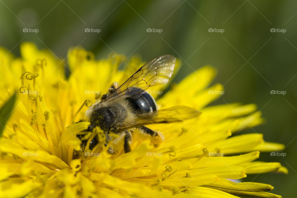 bee pollinating a dandelion flower . close up