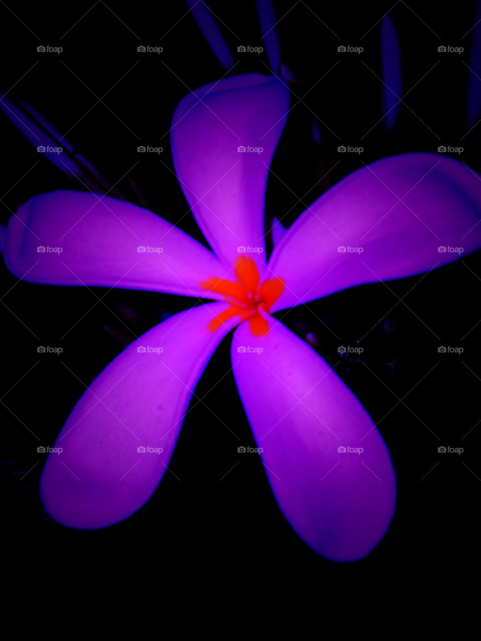 purple flower
