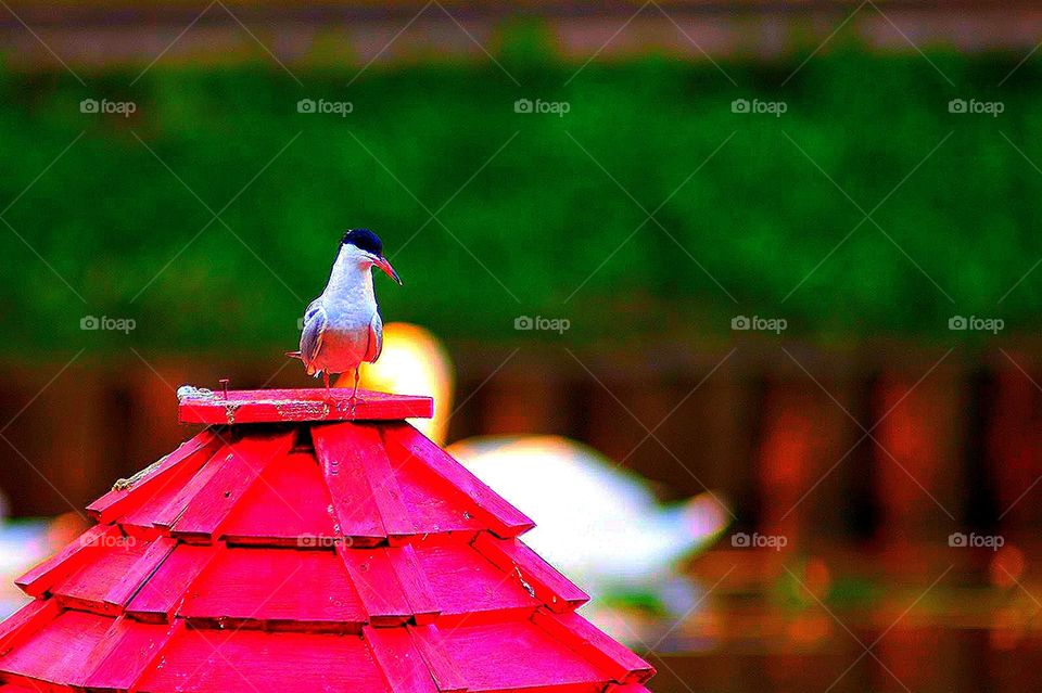 Contrast of colors: red and green. Pond. Nature. A river bird (tern) sits on a red buoy. In the background there is a lawn of green grass. White swan and tern separate the contrast