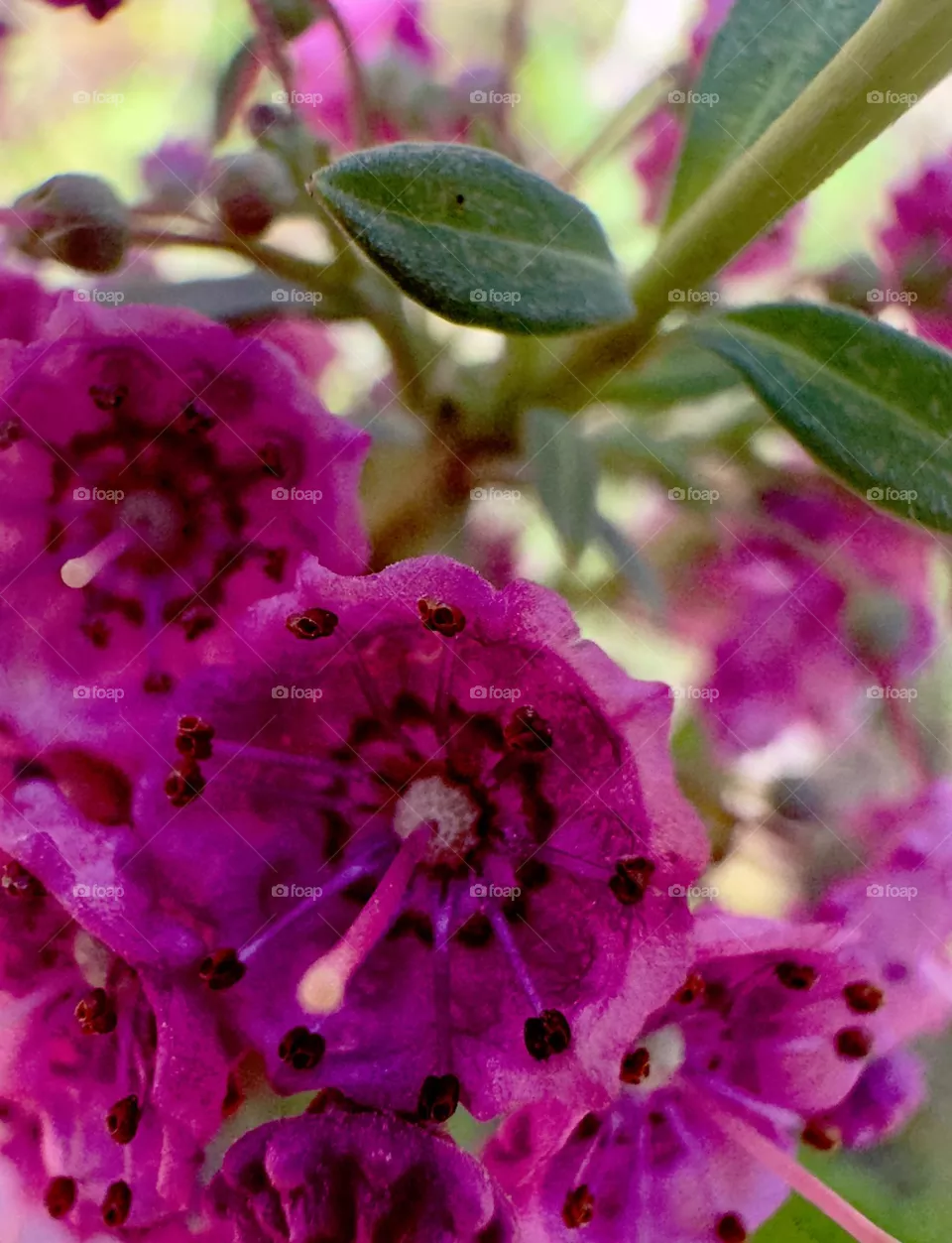 Macro pink flowers