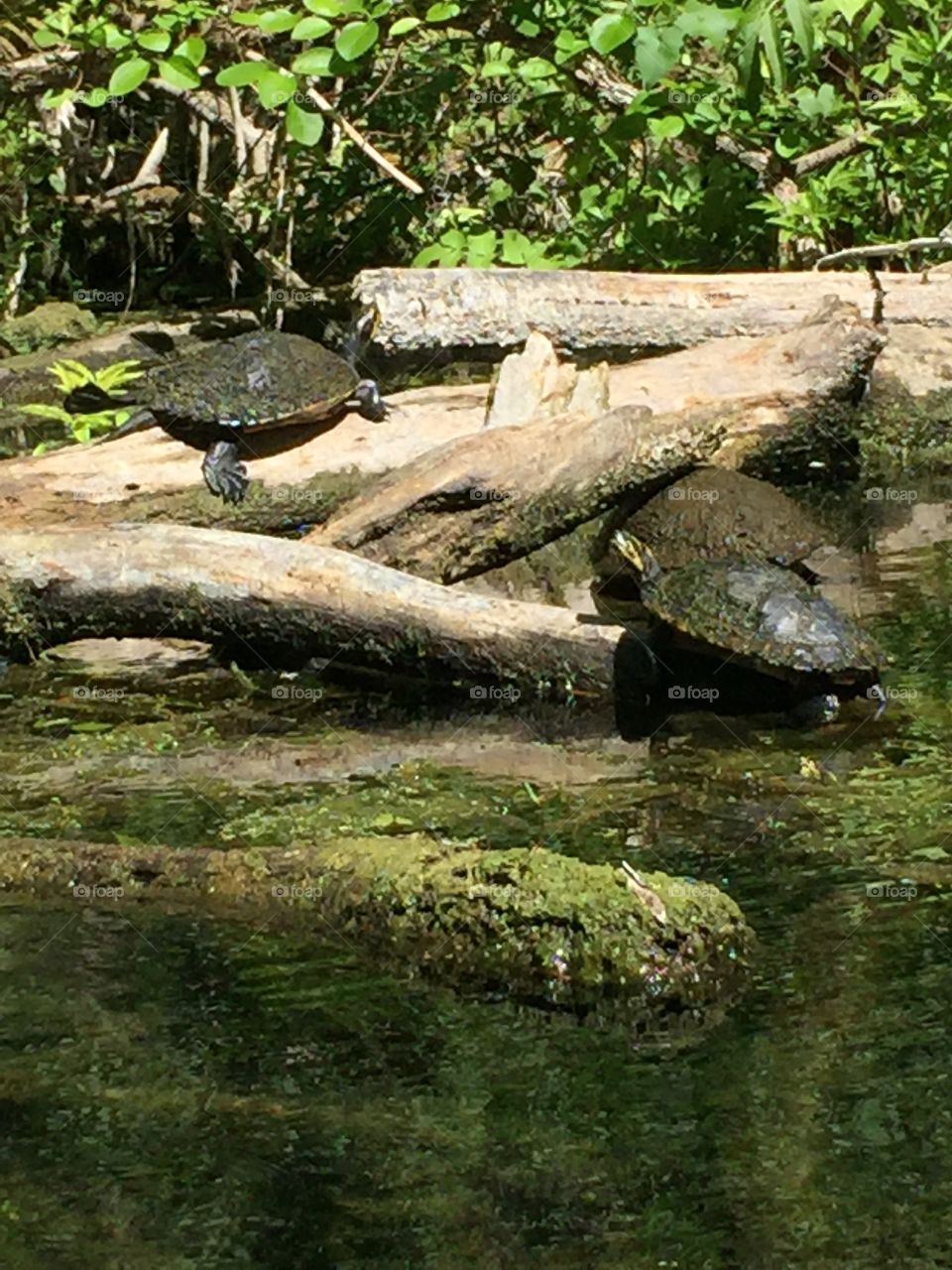 Turtles sunning on the river
