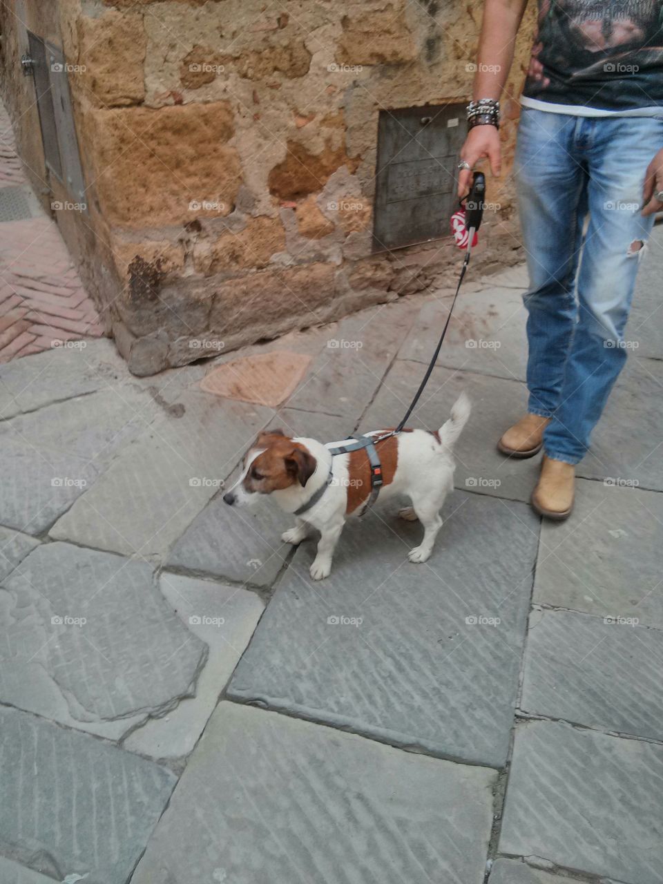 dog in toscana