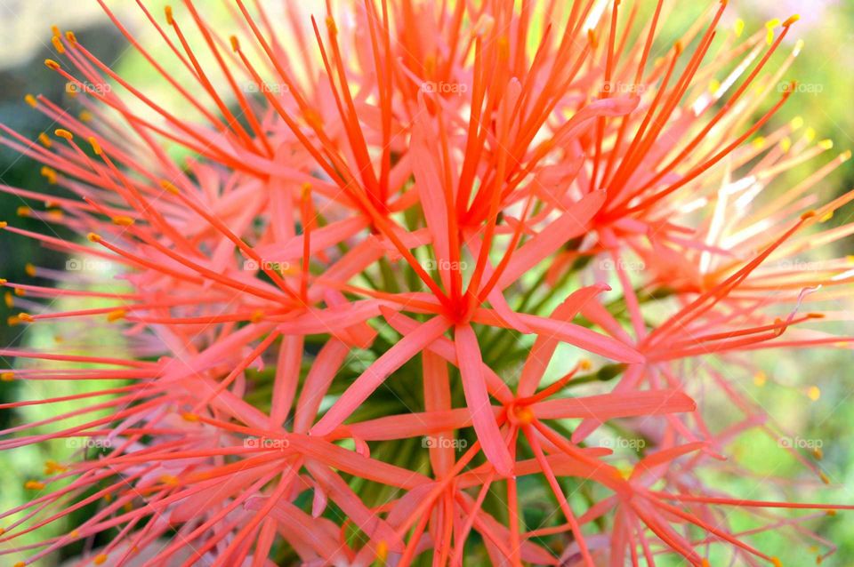 flower close up