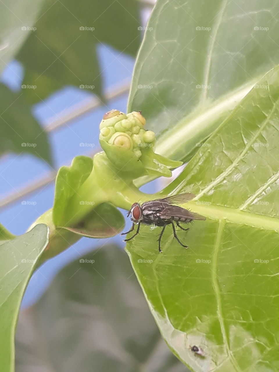 tua flw and the leaves