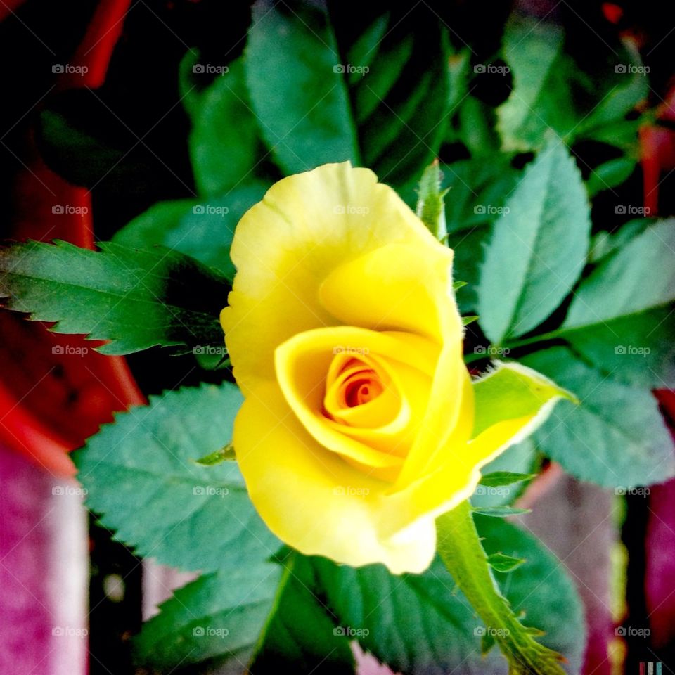 A rose is not always a rose but is sometimes yellow...