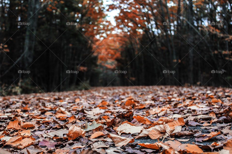 leaves from fall tree