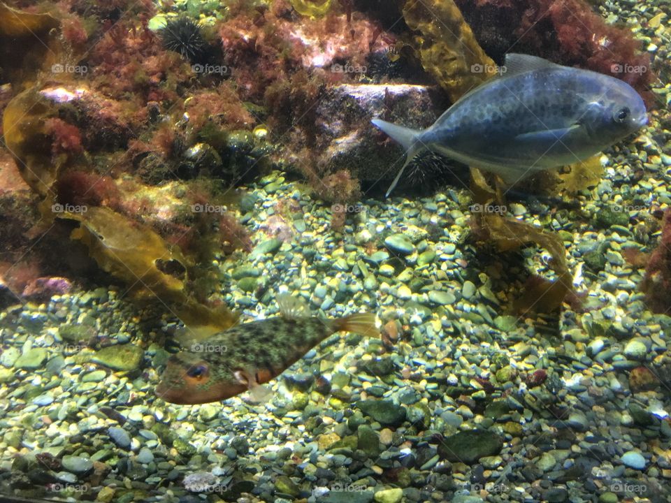 New England Aquarium 