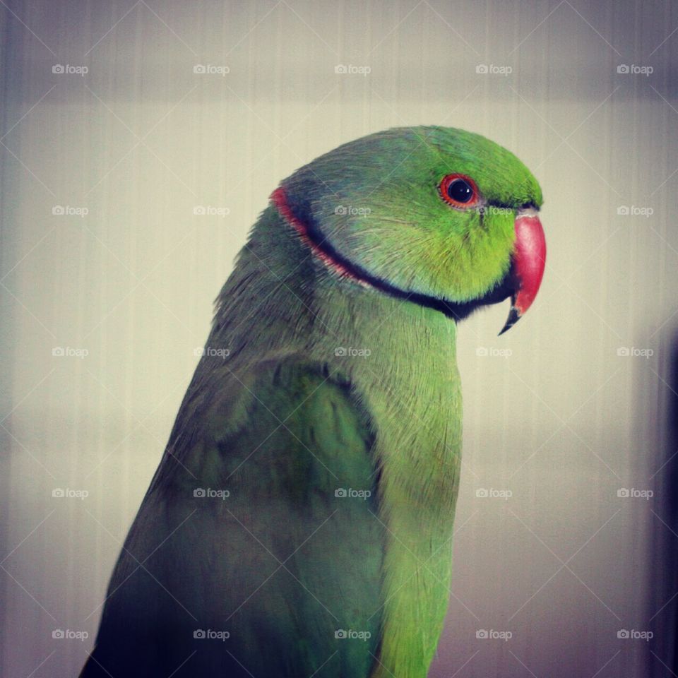 My new parrot Rio