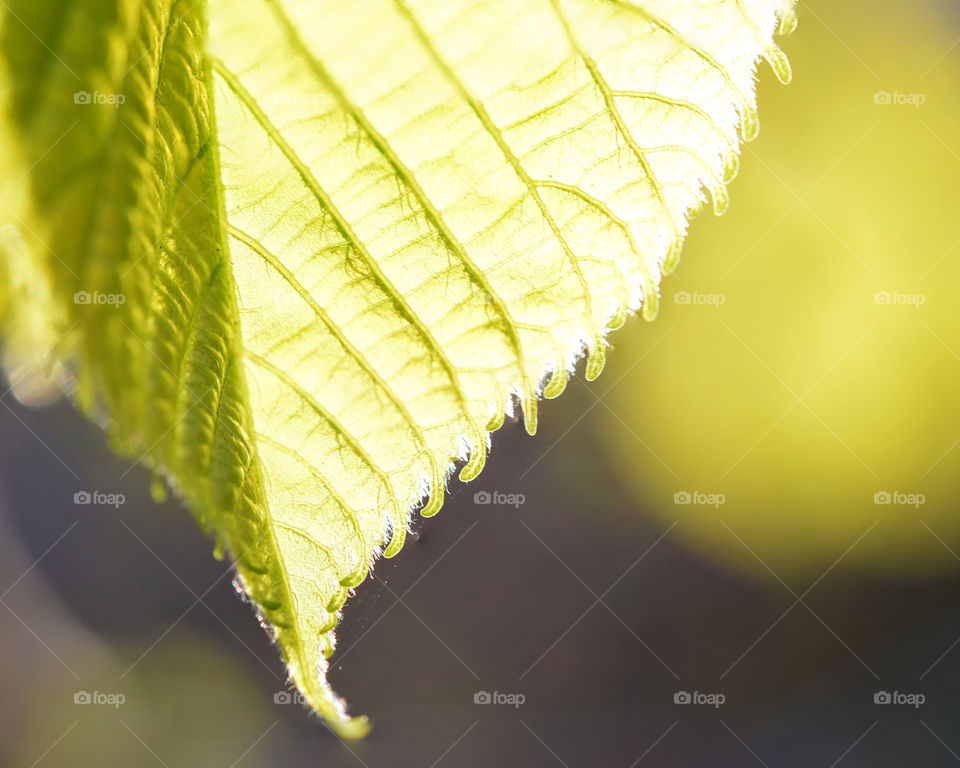 macro view of leaf