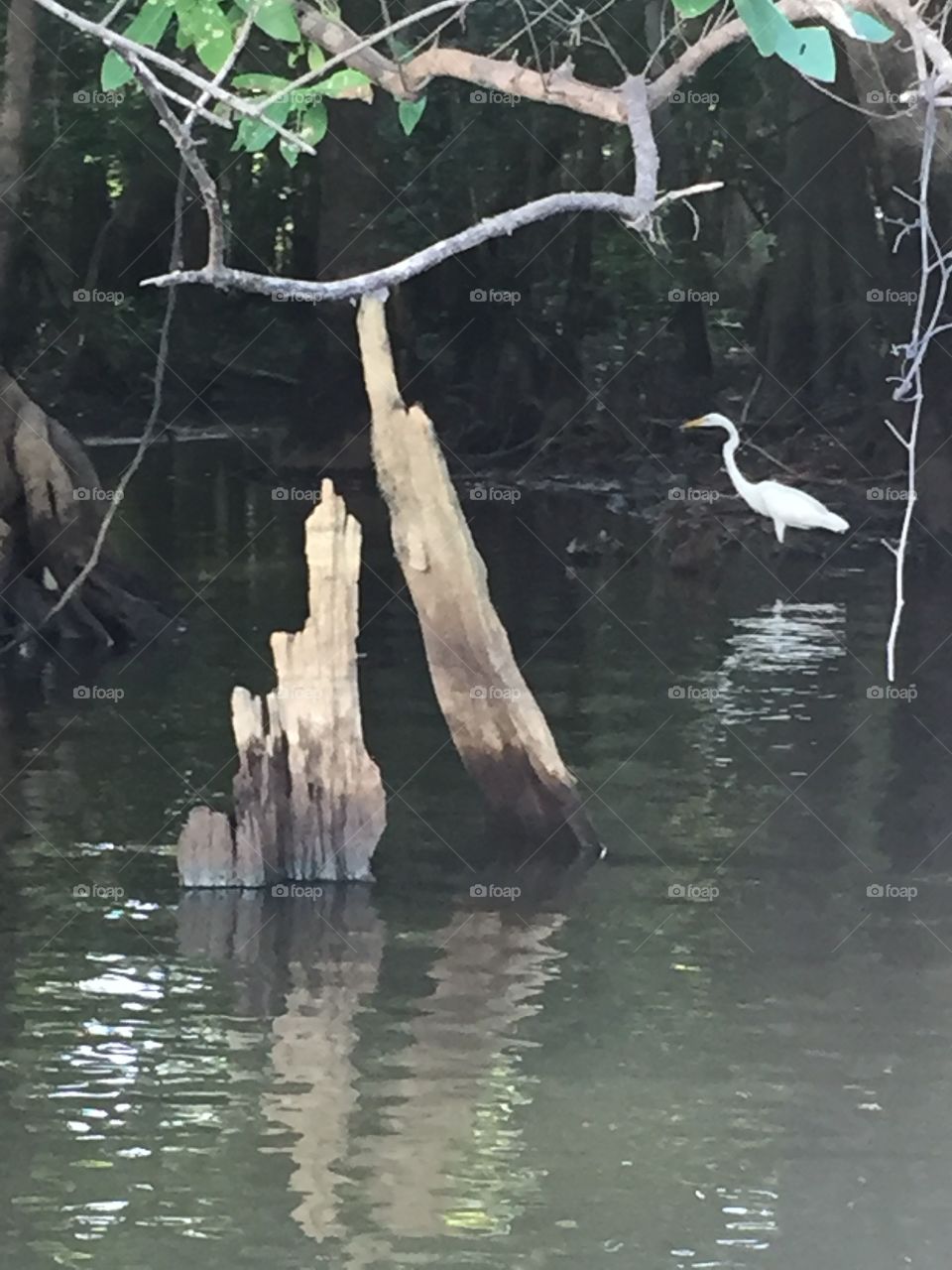 Egret looking for breakfast on the river