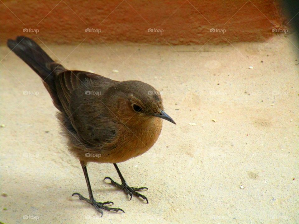 The brown rock chat or Indian chat (Oenanthe fusca) is a bird in the chat (Saxicolinae) subfamily and is found mainly in northern and central India.