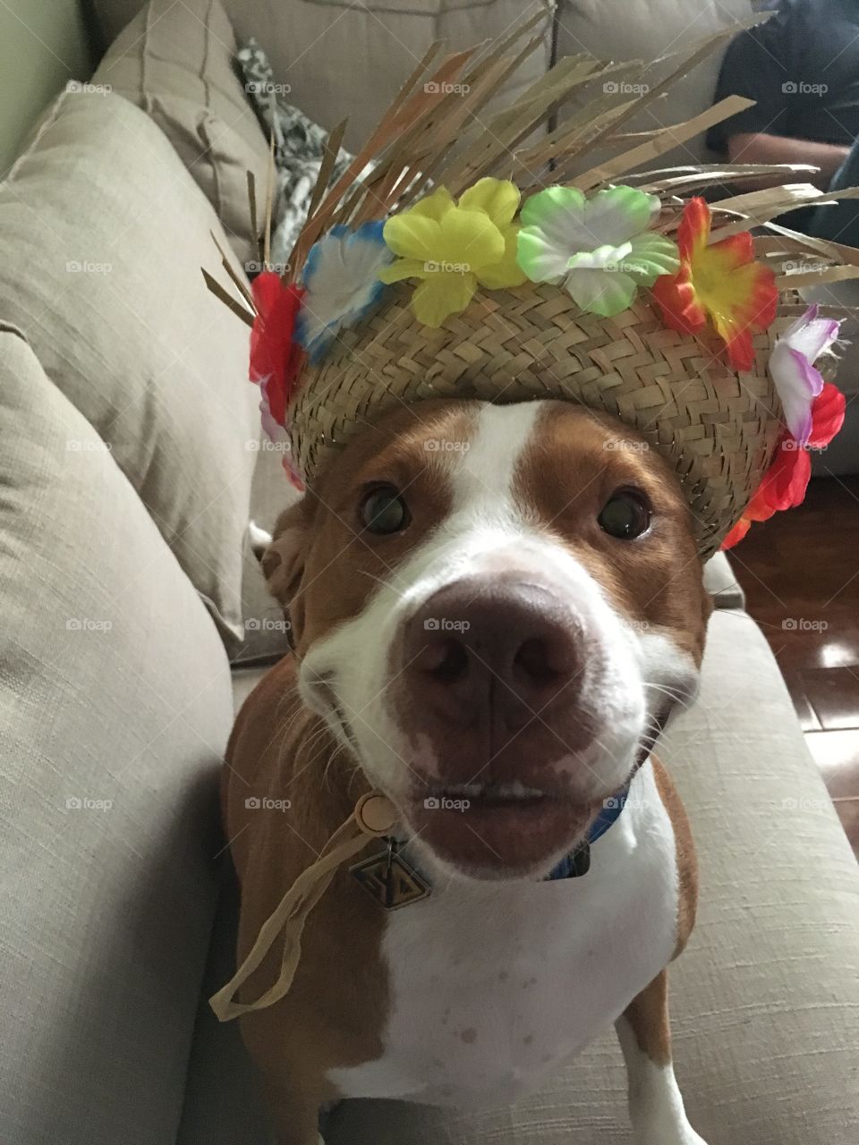 Cute pitbull wearing a Hawaiian hat