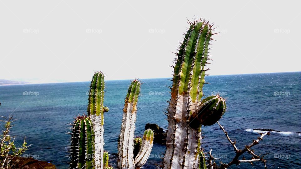 Cactus plant growing near sea