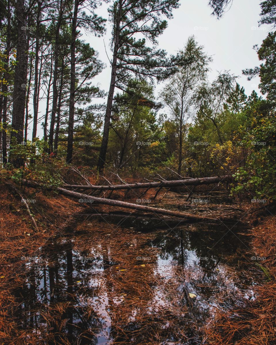 fallen trees