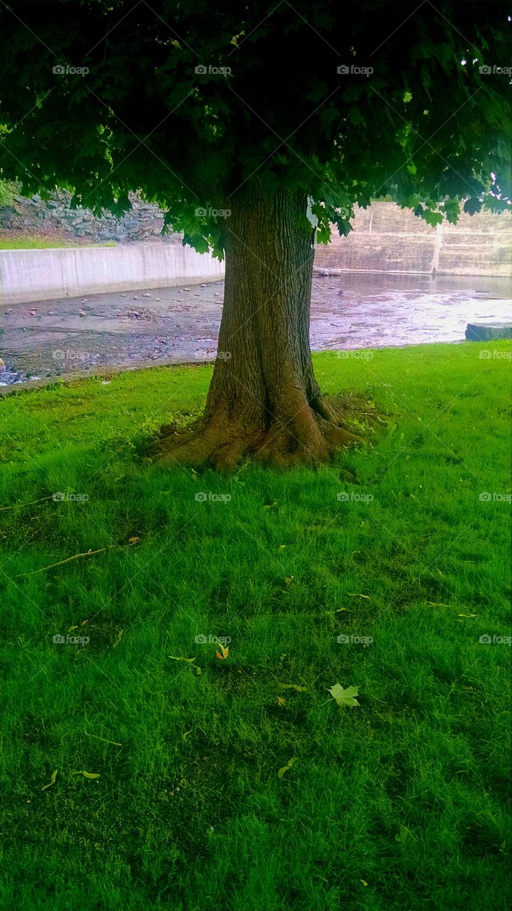 State Park Tree. this is a beautiful tree with the dam behind it