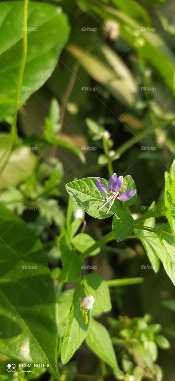 Wild flowers basking in the September sunlight. Isn't this fragile looking purple flower mesmerizing?