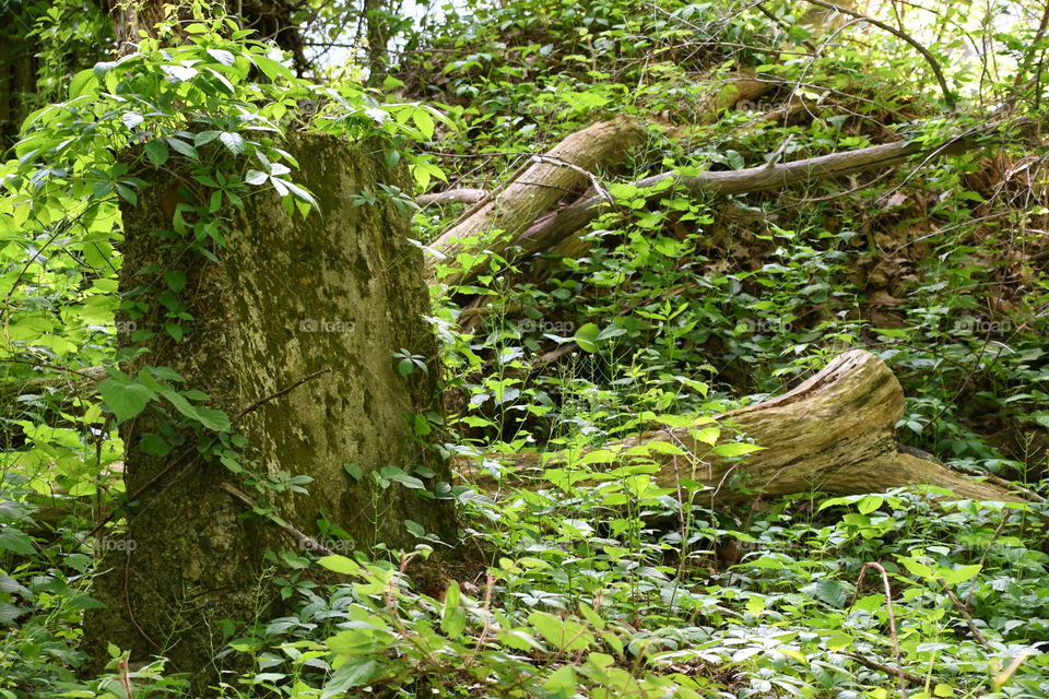 forest floor