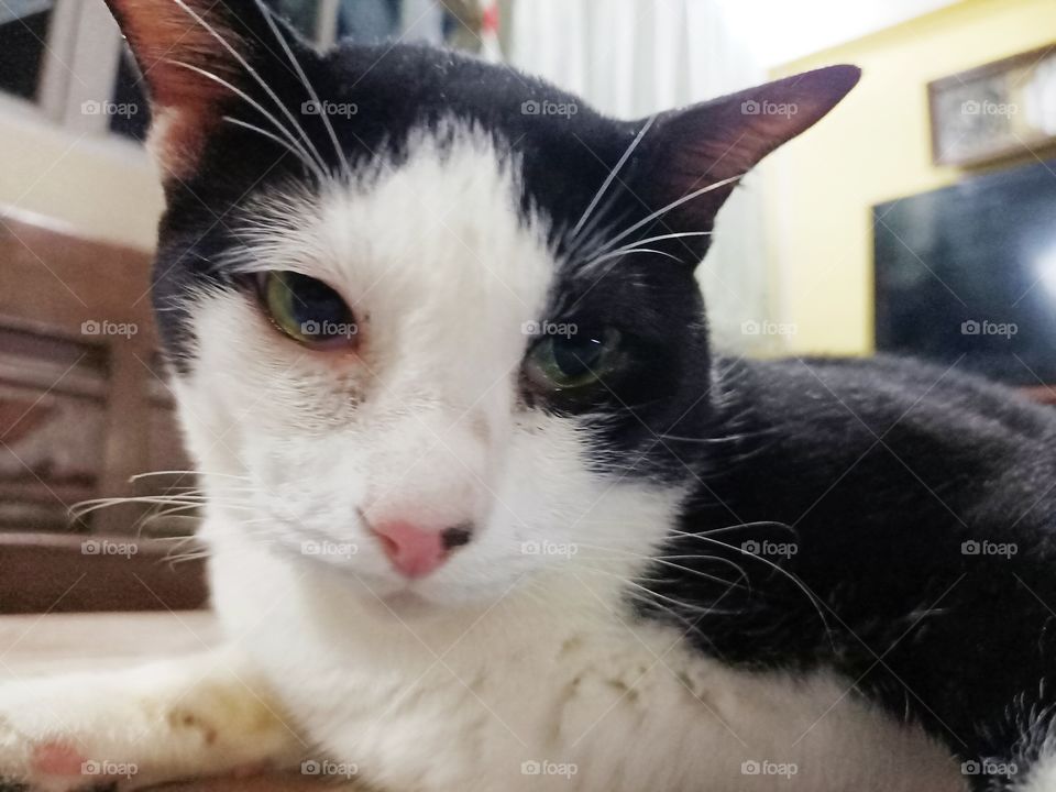 such a lovely furry face