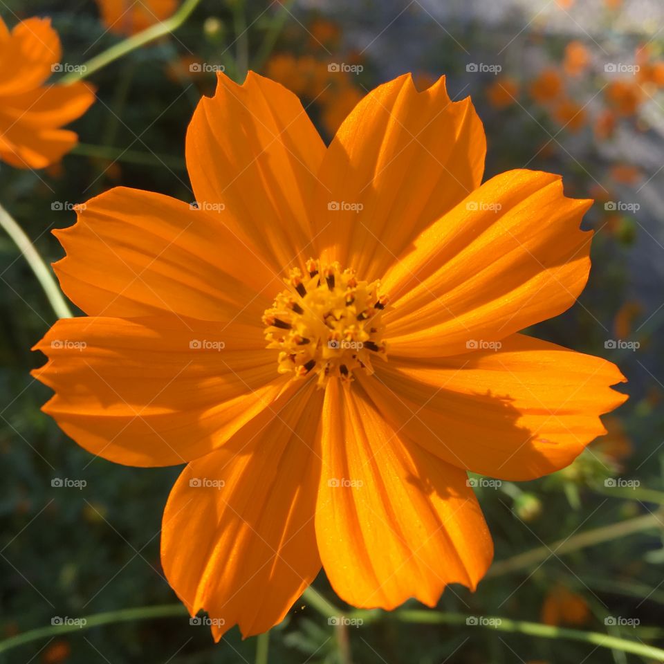 🌼#Flores do nosso #jardim, para alegrar e embelezar nosso dia!
#Jardinagem é nosso #hobby.
🌹
#flor #flowers #flower #pétalas #garden #natureza #nature #flora