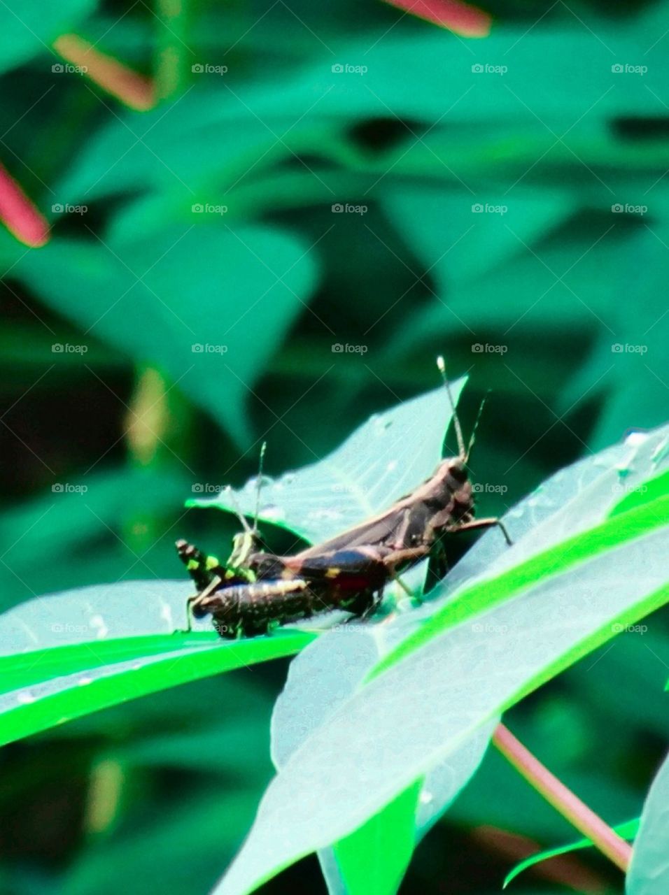 Grasshoppers