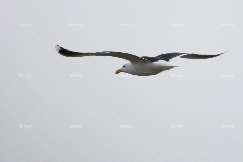 Seagull flying fog 
Fiskmås flyger dimma 