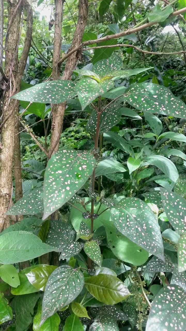 jungle plant Peru
