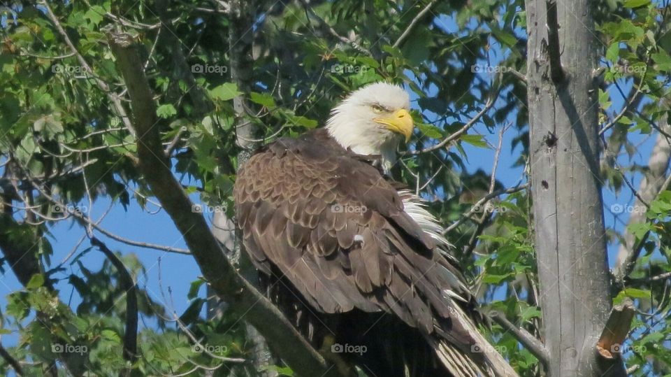 Bald Eagle watching for prey