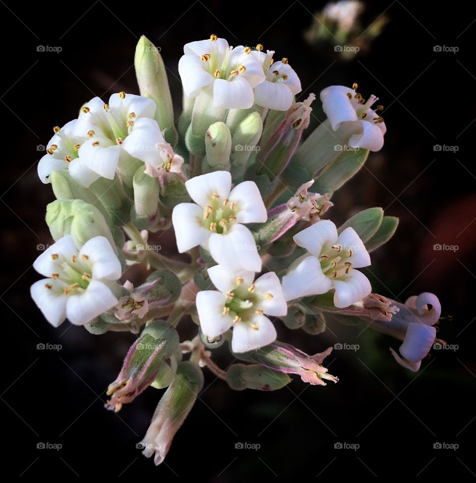 High angle view of white flower bunch
