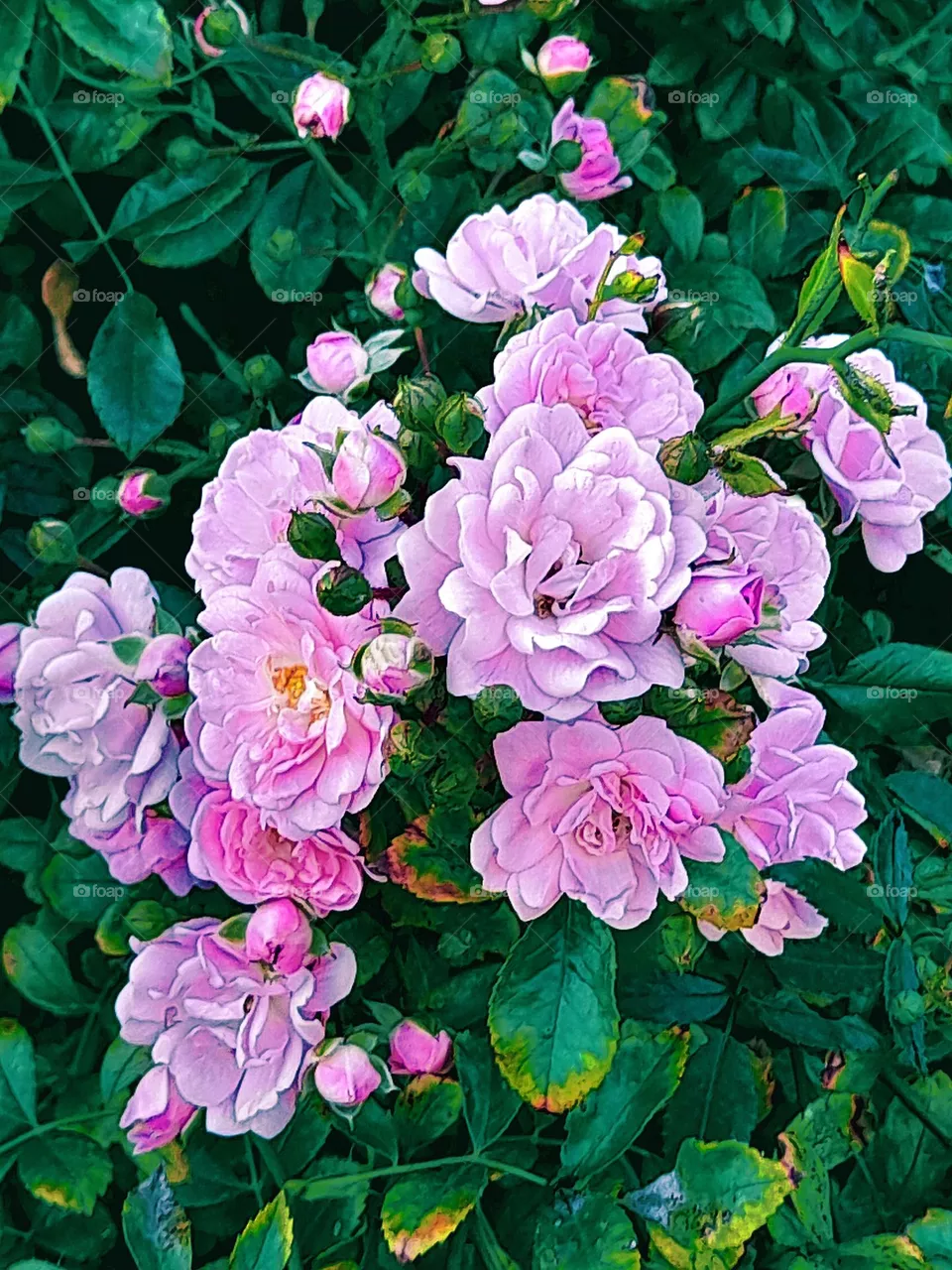 Light pink roses