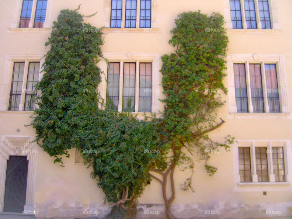 Tree growing around window 