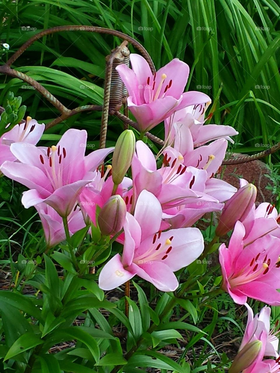 Pink Lilies