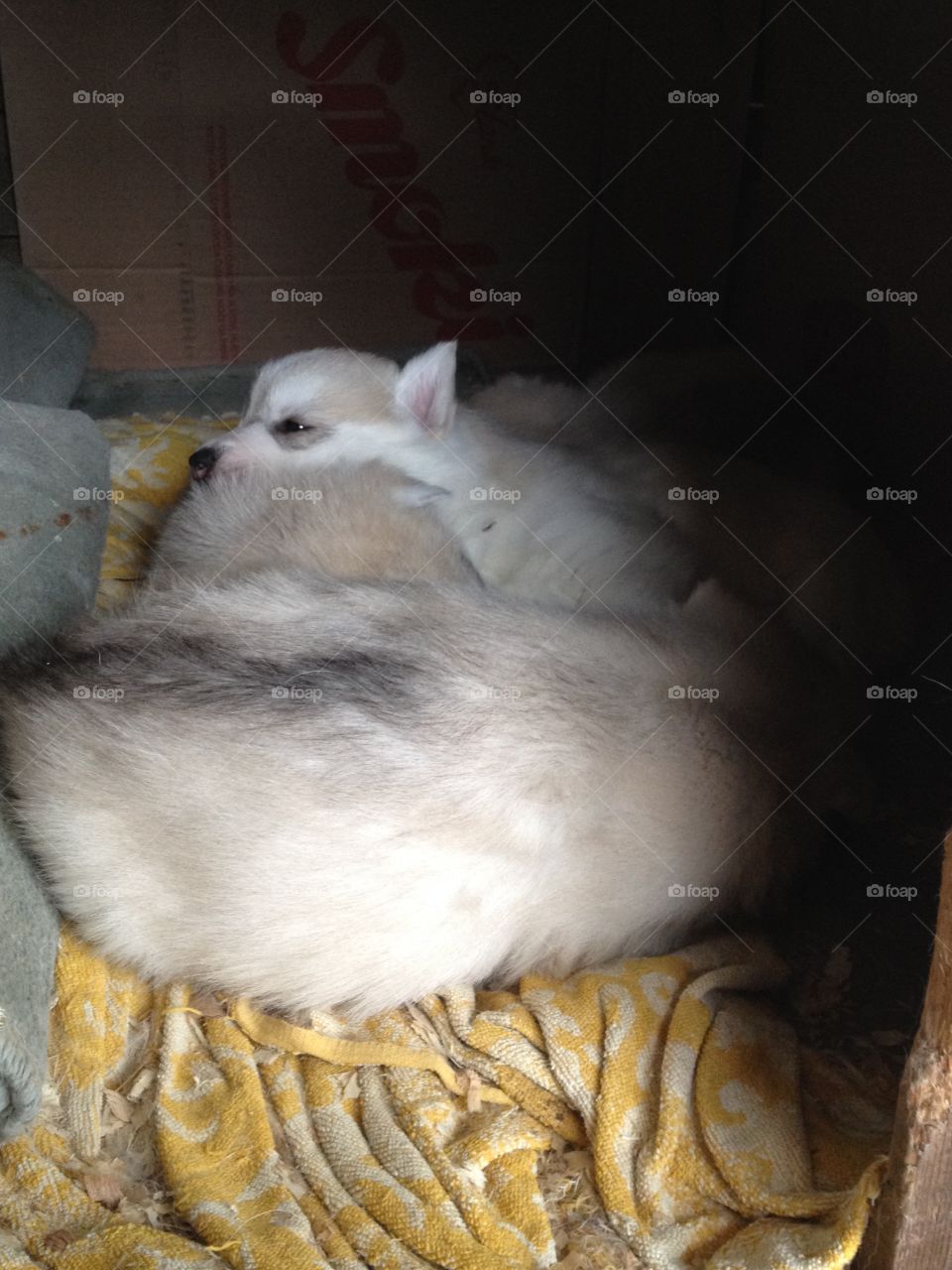 Life is beautiful with puppies