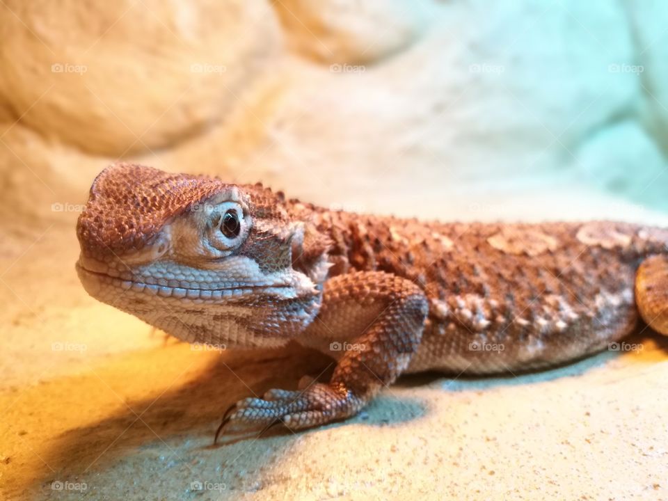 Bearded Dragon <3
