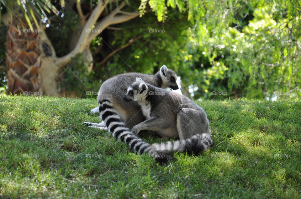 Lemurs 