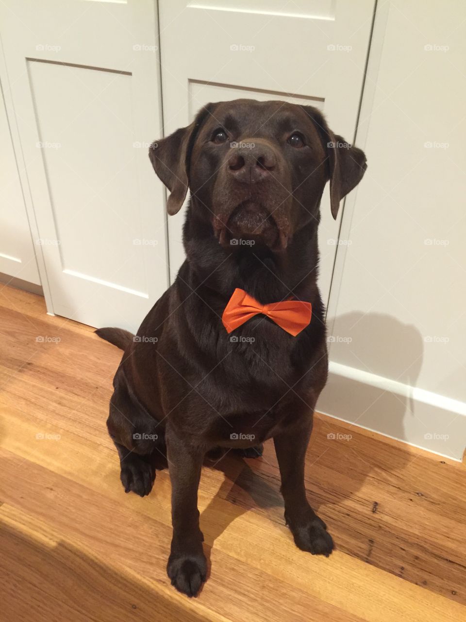 This is Fletch my best friend