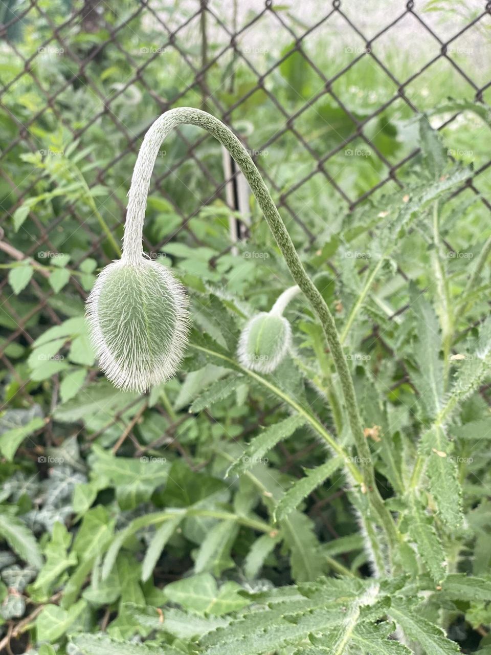 Poppy buds in the garden 