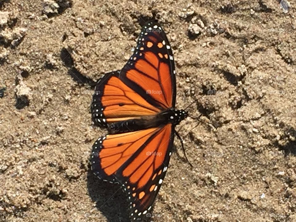 Monarch butterfly on the beach 