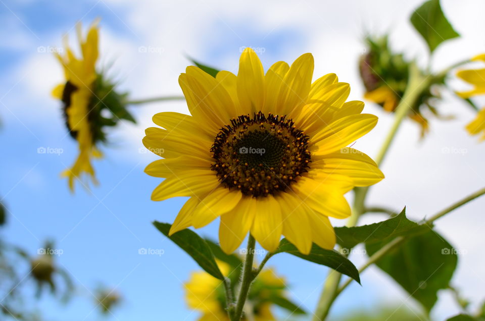 Sunflower