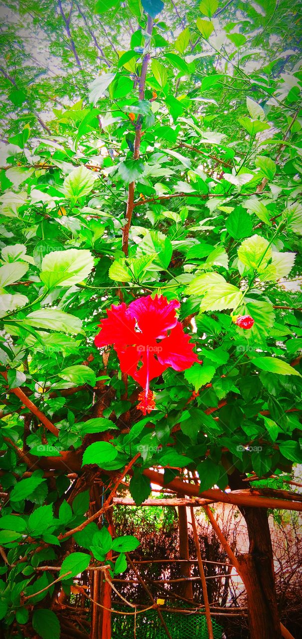 flower red