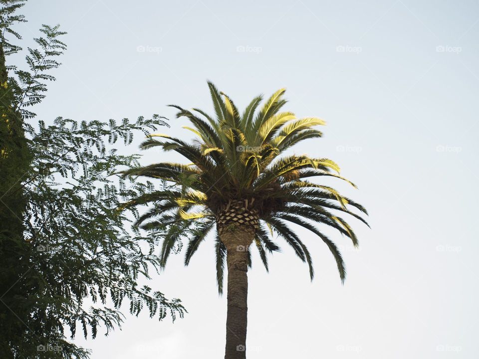 Palmera solitaria 