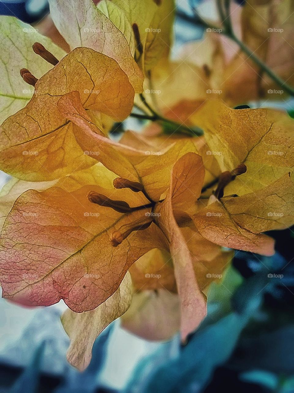 autumn flower photo