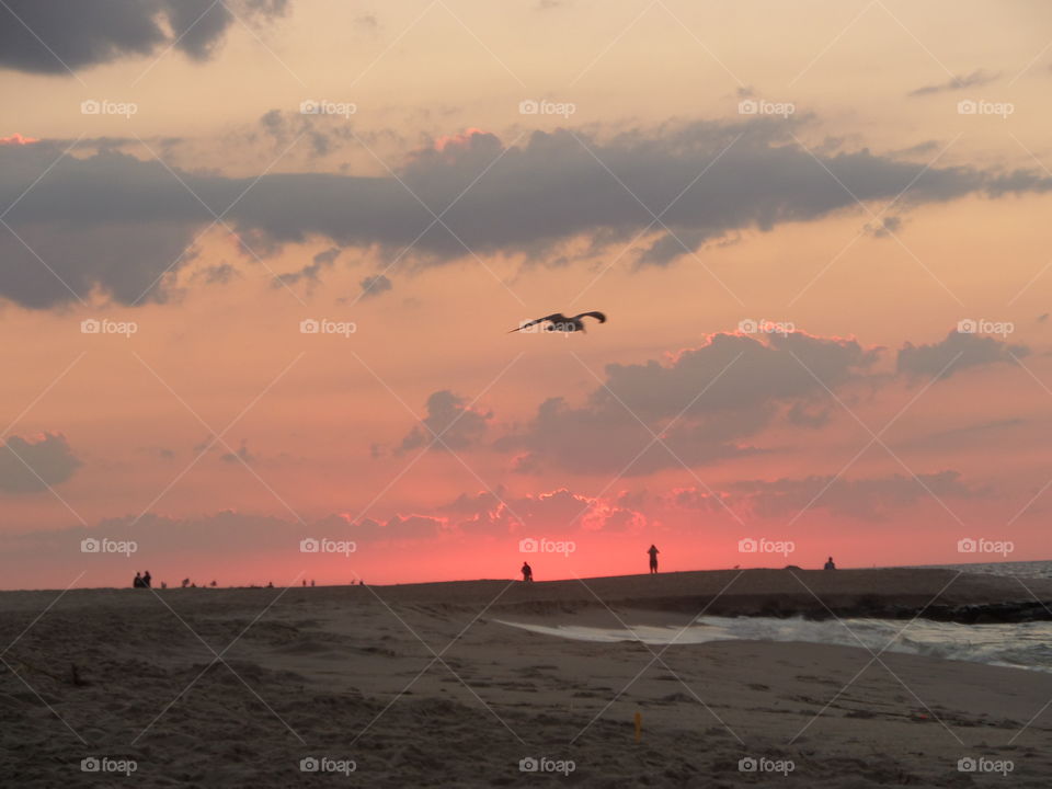 seagull at sunrise on the beach