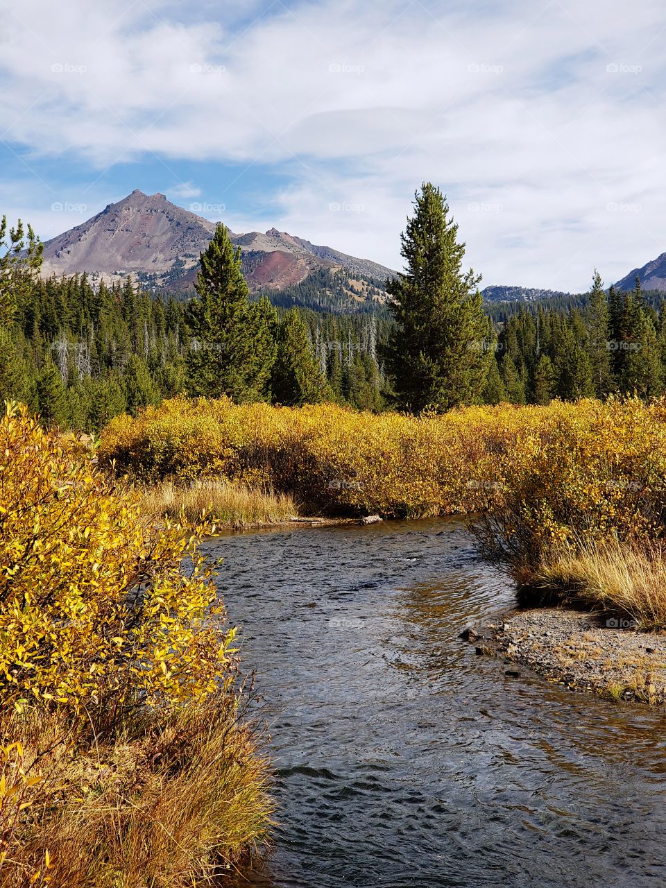 The beautiful Soda Creek in the mountains of Oregon with banks covered in golden fall foliage with the South Sister towering in the background. 