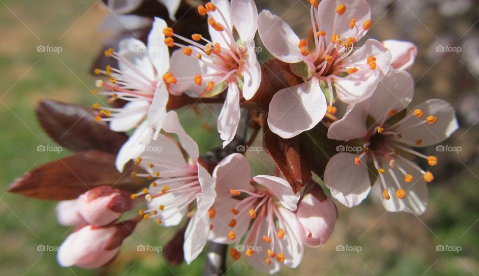 Pink floral flower