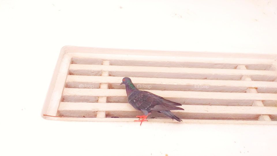 pigeon