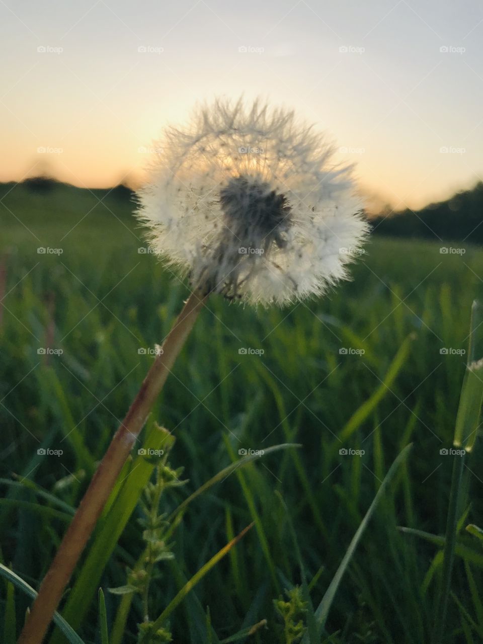 Dandelion